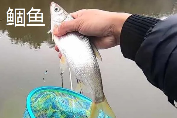 溪流钩2号搭配几号的子线，一般搭配0.6号子线
