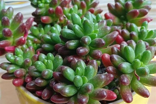 多肉能不能水培,需定期更换清水
