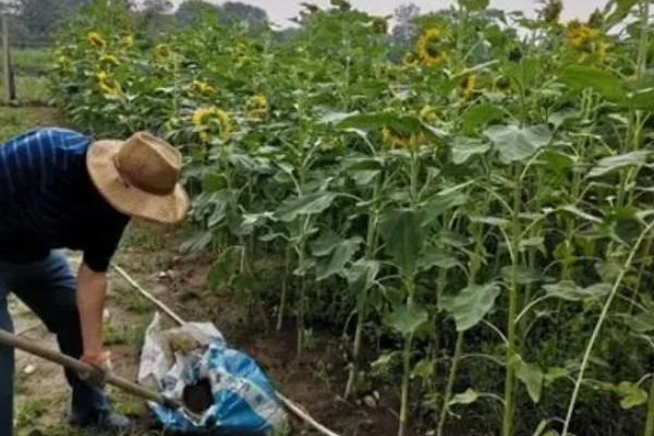 向日葵怎么养殖,剪除不良枝叶可提高植株的通风性