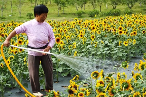 向日葵怎么养殖,剪除不良枝叶可提高植株的通风性