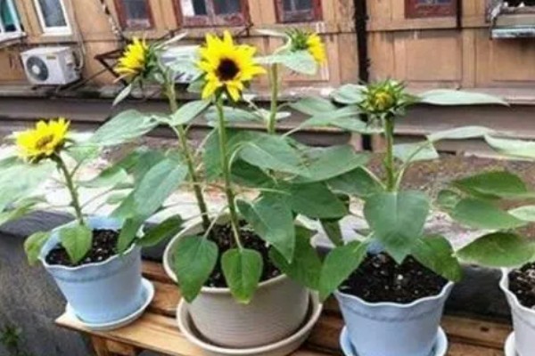 向日葵怎么养殖,剪除不良枝叶可提高植株的通风性