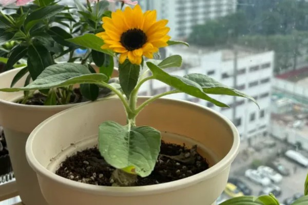 向日葵怎么养殖,剪除不良枝叶可提高植株的通风性