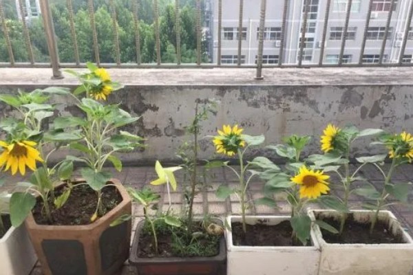向日葵怎么养殖,剪除不良枝叶可提高植株的通风性