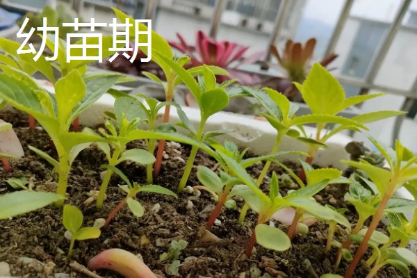 凤仙花种子的外观，呈圆球形黑褐色