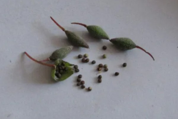 凤仙花种子的外观，呈圆球形黑褐色
