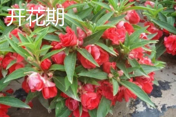 凤仙花种子的外观，呈圆球形黑褐色