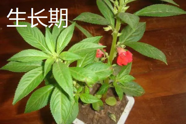 凤仙花种子的外观，呈圆球形黑褐色