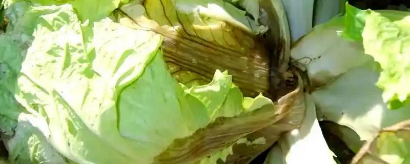 大白菜软腐病的药物，推荐敌克松、龙克菌等
