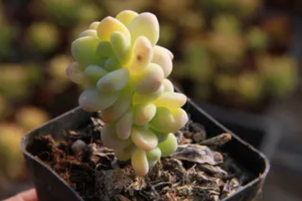 凝脂莲的养殖方法,生长期间每隔10天浇水一次