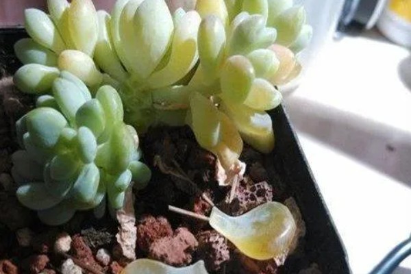 凝脂莲的养殖方法,生长期间每隔10天浇水一次