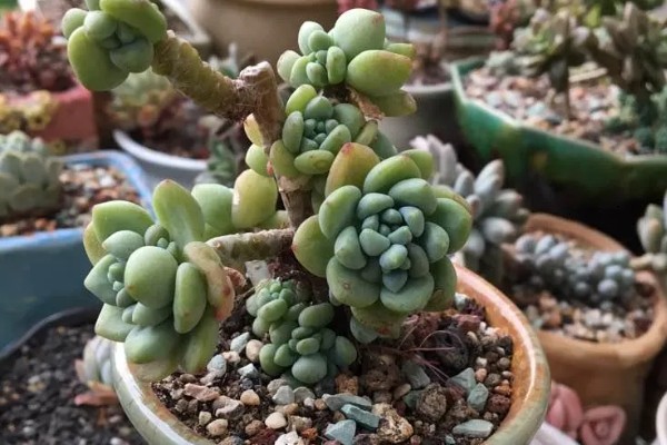 凝脂莲的养殖方法,生长期间每隔10天浇水一次