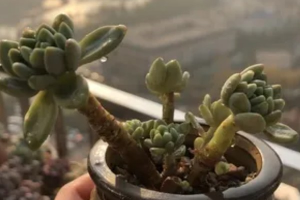 凝脂莲的养殖方法,生长期间每隔10天浇水一次