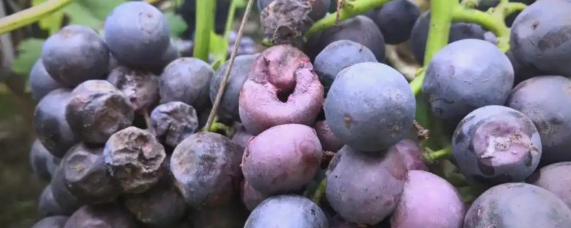葡萄酸腐病的危害症状，果肉有明显的分离、伤口漂白等