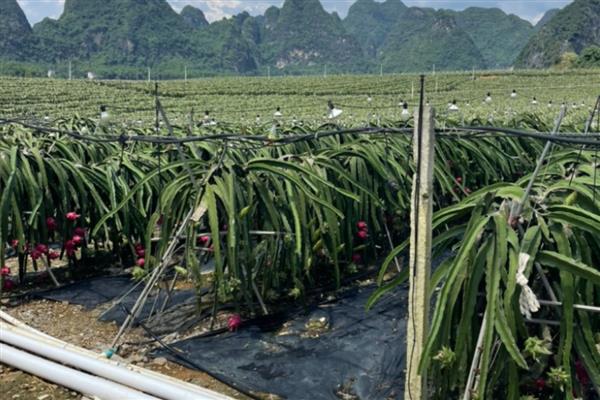 火龙果在几月开花结果,在每年7-12月份开花结果
