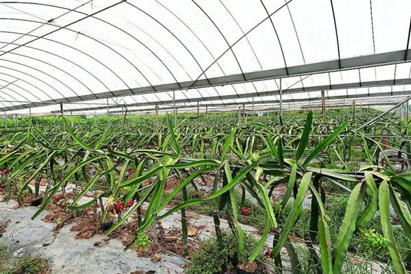 火龙果在几月开花结果,在每年7-12月份开花结果