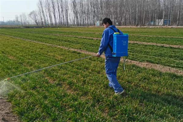 小麦什么时候打除草剂,适合在11月份、2-3月份用药