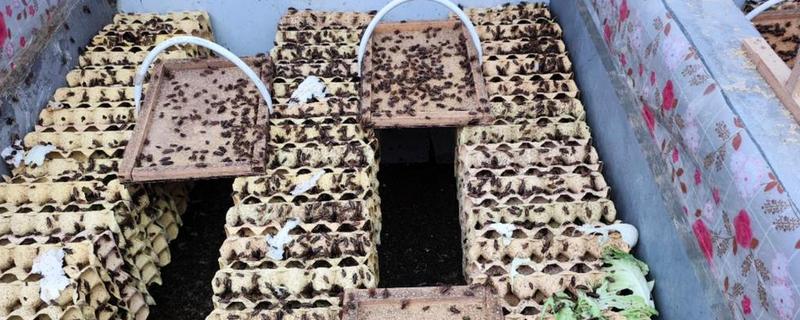 蟋蟀吃哪些食物，吃蔬菜嫩叶、植株根茎等