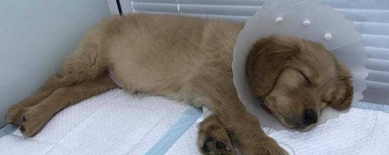 犬瘟热的发生原因，可能是食物不干净、免疫失败等因素所致