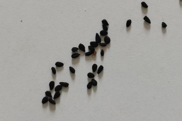 蓝雪花的种植时间，在每年的5-6月份时进行