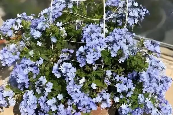 蓝雪花的种植时间，在每年的5-6月份时进行