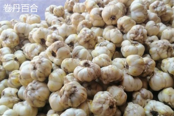 哪些百合不能吃，白百合、大黄百合等观赏品种禁止食用
