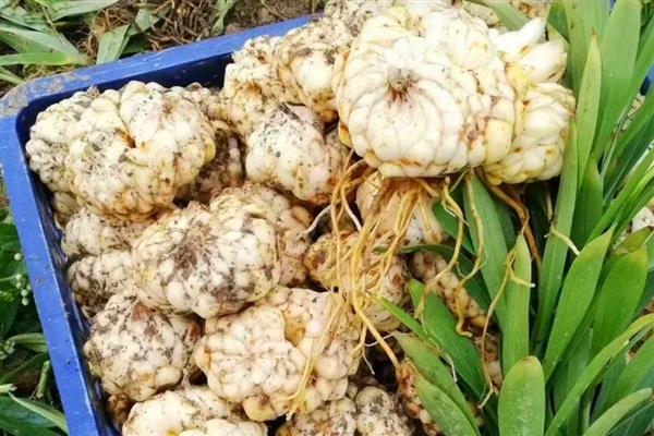 哪些百合不能吃，白百合、大黄百合等观赏品种禁止食用