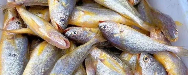 常见的海鱼，有黄花鱼、带鱼等