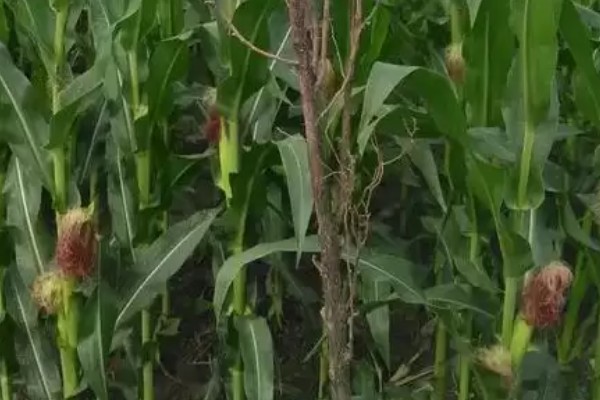 陕科6号玉米品种简介,夏播生育期在99天左右