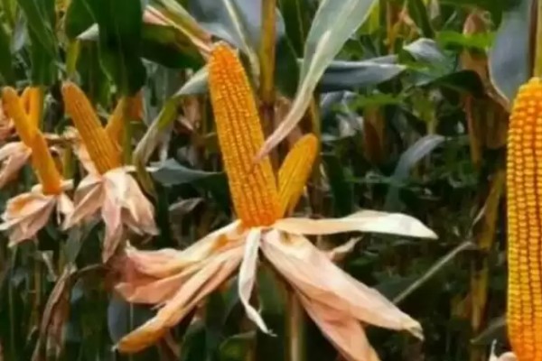 陕科6号玉米品种简介,夏播生育期在99天左右