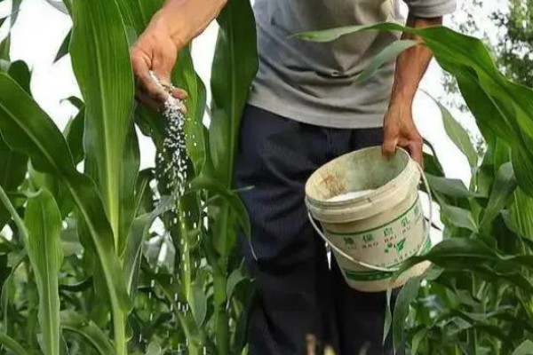 陕科6号玉米品种简介,夏播生育期在99天左右