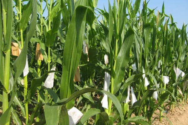 陕科6号玉米品种简介,夏播生育期在99天左右