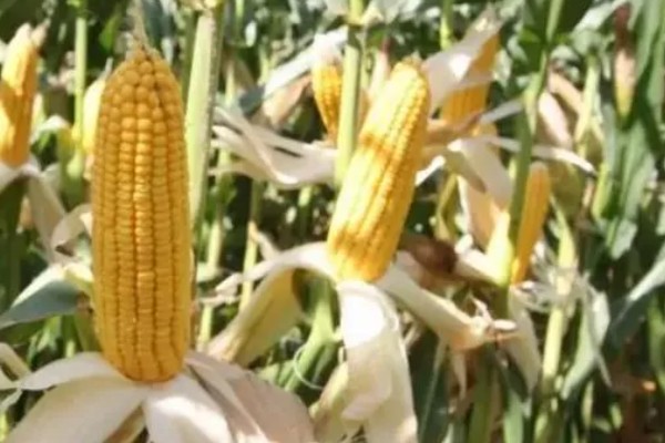 陕科6号玉米品种简介,夏播生育期在99天左右