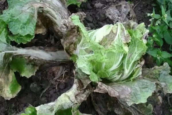 大白菜软腐病的药物,推荐敌克松、龙克菌等