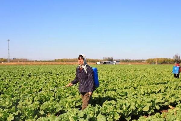 大白菜软腐病的药物,推荐敌克松、龙克菌等