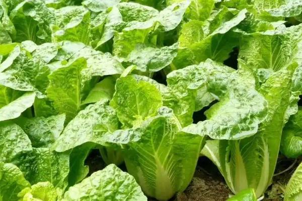 大白菜软腐病的药物,推荐敌克松、龙克菌等