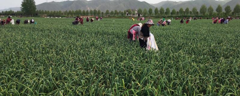 蒜苗如何采收才能继续生长，在距离地面2厘米的位置收割