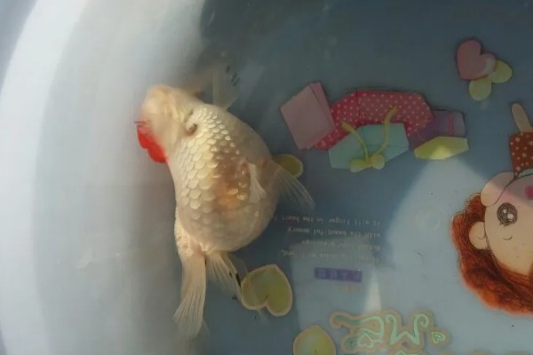 鹤顶红金鱼肚子大的原因,有生理性原因也有病理性原因
