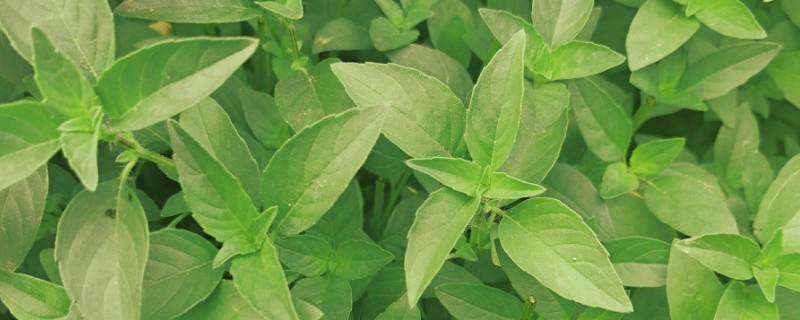 荆芥怎样种长得又快又好，播种有条播和撒播两种方法