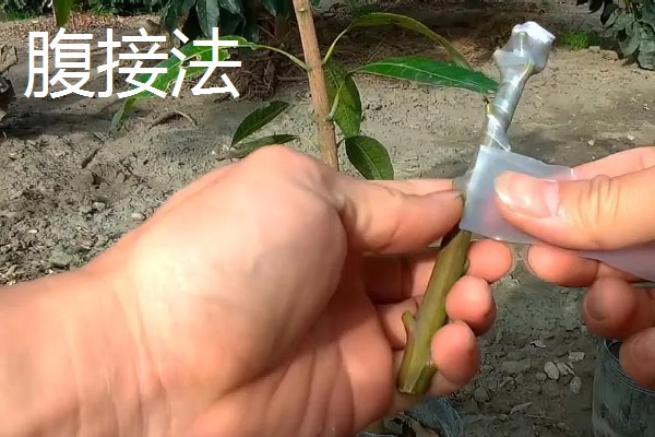 榆叶梅果实的作用,可食用也可药用