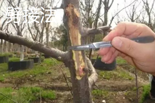 榆叶梅果实的作用,可食用也可药用