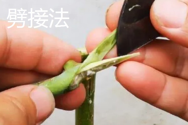 榆叶梅果实的作用,可食用也可药用