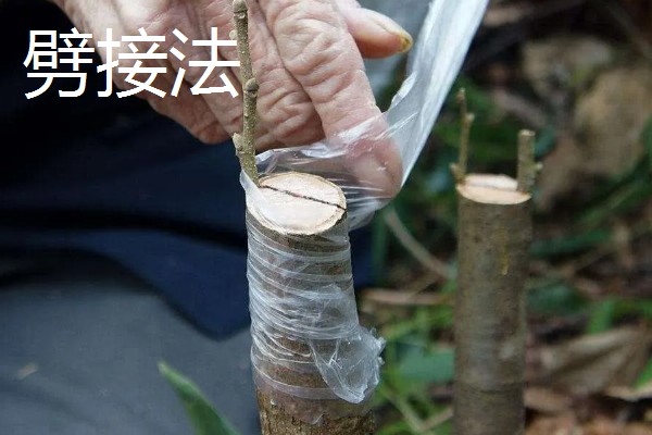 榆叶梅果实的作用,可食用也可药用