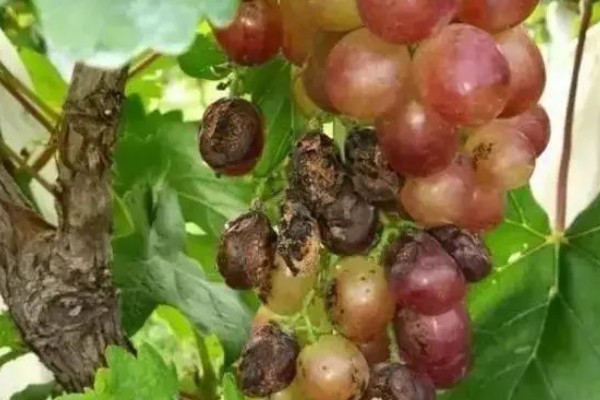 葡萄酸腐病的危害症状,果肉有明显的分离、伤口漂白等