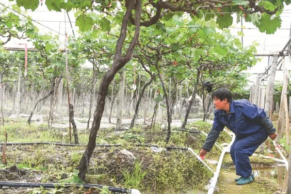 葡萄酸腐病的危害症状,果肉有明显的分离、伤口漂白等