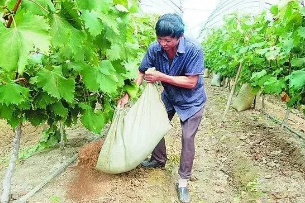 葡萄酸腐病的危害症状,果肉有明显的分离、伤口漂白等