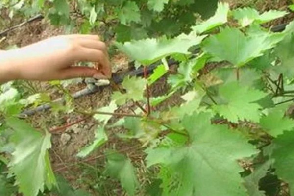 葡萄酸腐病的危害症状,果肉有明显的分离、伤口漂白等
