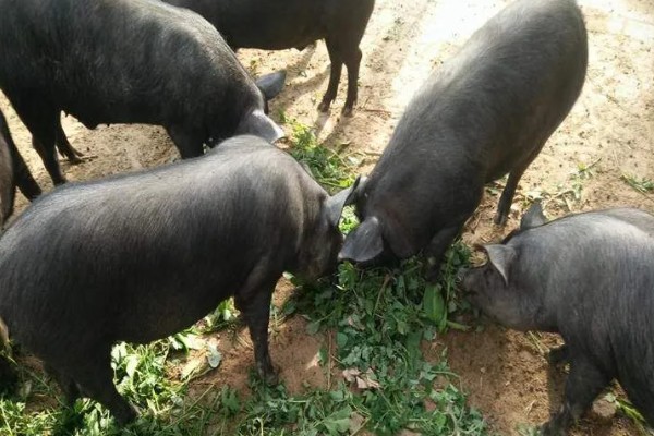 黑猪怎么饲养，每天投喂1-2次