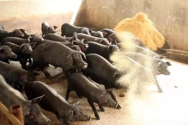 黑猪怎么饲养，每天投喂1-2次