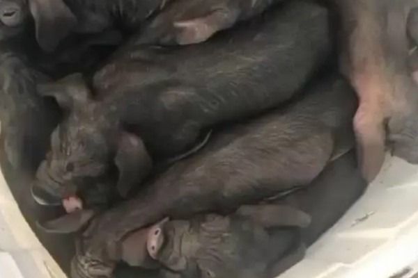 黑猪怎么饲养，每天投喂1-2次