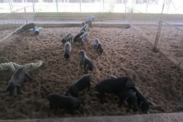 黑猪怎么饲养，每天投喂1-2次